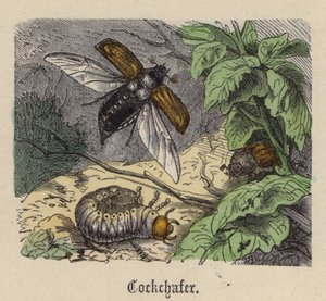 コックシェイカー（カラー彫刻 作： Friedrich Specht
