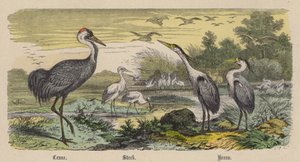 鶴・コウノトリ・サギ（彩色済み彫刻 作： Friedrich Specht
