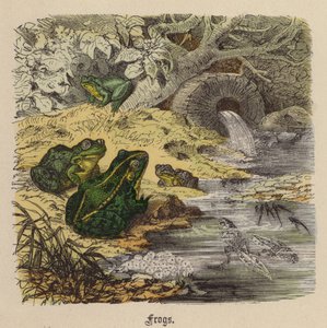 カエル（彩色済み彫刻 作： Friedrich Specht