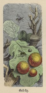 ガルフライ（彩色済み彫刻 作： Friedrich Specht