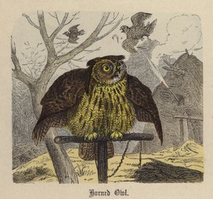 ミミズク（彩色済み彫刻 作： Friedrich Specht
