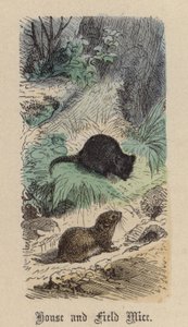 ハツカネズミと野ネズミ（彩色済み彫刻 作： Friedrich Specht