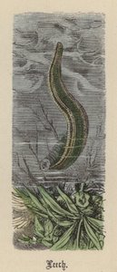 リーチ（彩色済み彫刻 作： Friedrich Specht