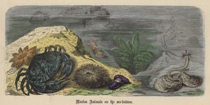 海底の海洋生物（彩色済み彫刻 作： Friedrich Specht
