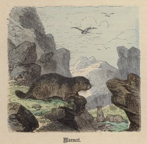 マーモット（彩色済み彫刻 作： Friedrich Specht