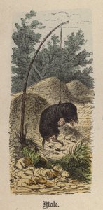 モグラ（彩色された彫刻 作： Friedrich Specht