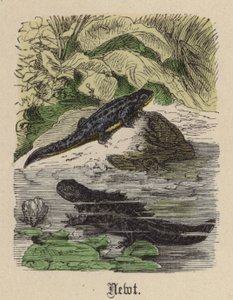 イモリ（彩色された彫刻 作： Friedrich Specht