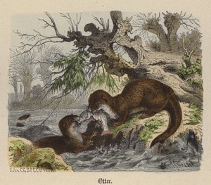 カワウソ（彩色済み彫刻 作： Friedrich Specht