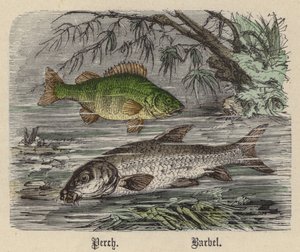 パーチ、バーベル（彩色済み彫刻 作： Friedrich Specht