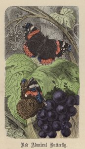 レッド・アドミラル・バタフライ（彩色済み彫刻 作： Friedrich Specht