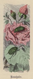ローズチェイファー（彩色済み彫刻 作： Friedrich Specht
