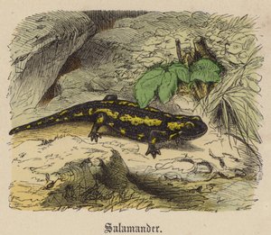 サラマンダー（彩色済み彫刻 作： Friedrich Specht