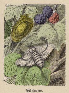 カイコ（彩色済み彫刻 作： Friedrich Specht