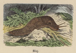 スラッグ（彩色済み彫刻 作： Friedrich Specht