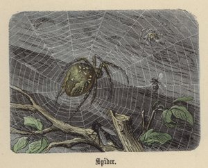 蜘蛛（彩色された彫刻 作： Friedrich Specht