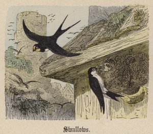 ツバメ（彩色済み彫刻 作： Friedrich Specht