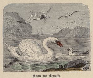白鳥とシーミュー（彩色済み彫刻 作： Friedrich Specht