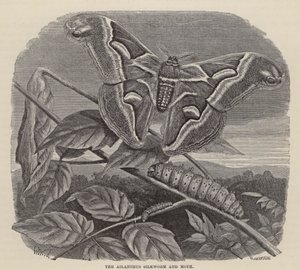 Ailanthus Silkworm and Moth (in engraving) 作： Friedrich Specht