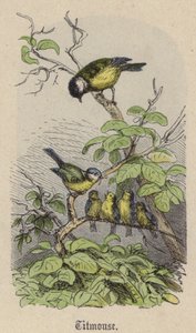 シジュウカラ（彩色済み彫刻 作： Friedrich Specht