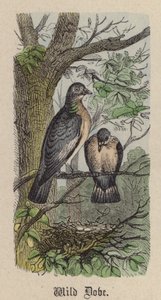 野生のハト（彩色済み彫刻 作： Friedrich Specht