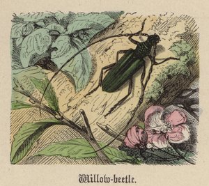 ウィロービートル（彩色済み彫刻 作： Friedrich Specht