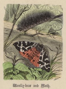 ウーパールーパーと蛾（彩色済み彫刻 作： Friedrich Specht