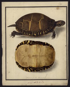Chrysemys picta、1792年以前