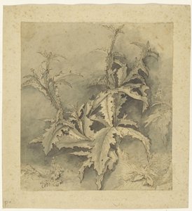 アザミ植物とより小さな作物の研究 作： G. Hamilton (possibly)