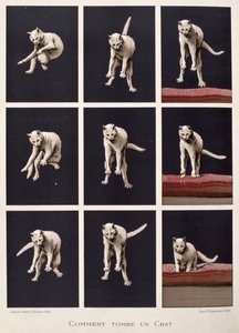 科学の最後の驚異からの猫の落ち方、ダニエル・ベレット（クロモリト） 作： G. Lasellaz