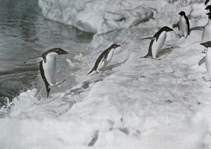 ペンギンはアイスフットに飛び乗る、c1911、1913。