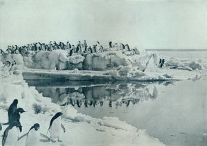 氷の足のペンギン、c1911、1913
