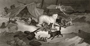 ジェリカケントケイン博士（1820-57）による「北極圏探検1853、54、55年」の第1巻からJCマクレアによって彫刻されたベアハント（1820〜57年）は、フィラデルフィア（1856）を出版しました。 作： G. White