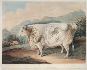 ヨークシャーローズ、C。ターナー（fl.1773 -1857）1838によって彫刻 作： G. after Horner