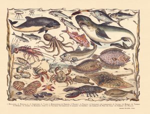 16ページ：クラゲ、ネズミイルカ、ニシン、マグロ、サバ、サメ、ボラ、タコ、イワシ、ロブスター、イカ、タラ、ヒラメ、ヒゲ、カニ、ヤドカリ、カキ、ホタテ、アステリア、タイル、エイ、ソール、ロブスター、 ムール貝 作： Gabriel Gostiaux