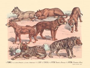 ページ 13: ピューマまたはシルバー ライオンまたはアメリカン ライオン オオカミ、ジャッカル、アフリカ禁止ハイエナ、アジアのたてがみハイエナ 作： Gabriel Gostiaux