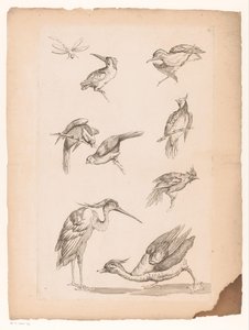 カワセミ、サギ、アヒル、トンボなど、中国の鳥 8 羽 いろいろな中国の鳥（連載タイトル） Livre des differentes éspeces d