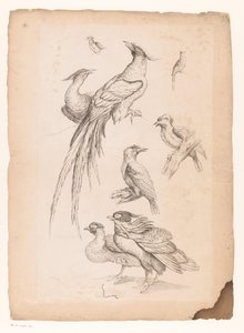 おそらく極楽鳥を含む8羽の中国の鳥 いろいろな中国の鳥（連載タイトル） Livre des differentes éspeces d