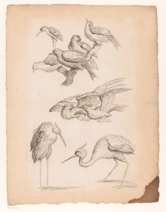 サギやカワセミを含む9羽の中国の鳥 いろいろな中国の鳥（連載タイトル） Livre des differentes éspeces d