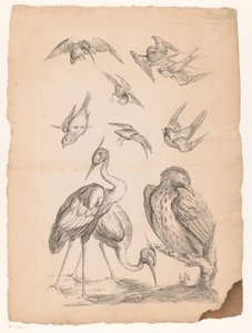 2羽のサギと1羽のカワセミを含む10羽の中国の鳥 いろいろな中国の鳥（連載タイトル） Livre des differentes éspeces d