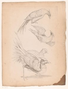 4羽の中国の鳥、おそらく極楽鳥 いろいろな中国の鳥（連載タイトル） Livre des differentes éspeces d