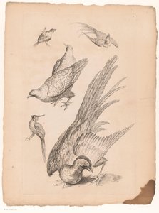 Zes Chinese vogels Verschillende Chinese vogels (シリーズタイトル) 中国のさまざまな種の鳥の本（シリーズタイトル）