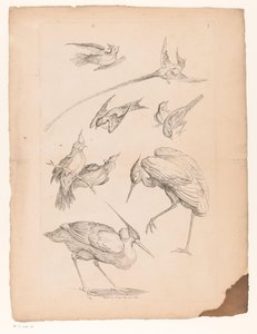 鷺と極楽鳥を含む9羽の中国の鳥 いろいろな中国の鳥（連載タイトル） Livre des differentes éspeces d