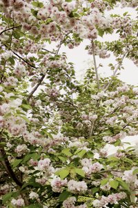 桜の春