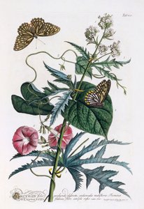 1.アブチロン、2.コンボルブルス、1748年頃の手彩色のエングレービング。 作： "Georg Dionysius Ehret