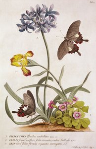 アガパンサスアフリカヌス、虹色、およびオキザリスの一種、「Rariores植物および蝶」、1749年 作： ゲオルグ・ディオニシウス・エーレット