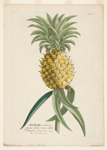Ananas sativus、パイナップル、c1740-1770。 作： ゲオルグ・ディオニシウス・エーレット