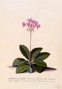 アリクラ・ウルシの流れ星、1744年頃の手彩色の彫刻。 作： "Georg Dionysius Ehret