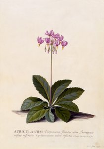 Aricula ursi、流れ星、1744年頃（手描きの彫刻） 作： ゲオルグ・ディオニシウス・エーレット