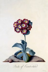 Auricula Duke of Cumberland（カンバーランド公爵）1743年頃、手彩色のエングレーヴィング。 作： "Georg Dionysius Ehret