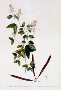 バウヒニア、1745年頃の手彩色のエングレービング。 作： "Georg Dionysius Ehret